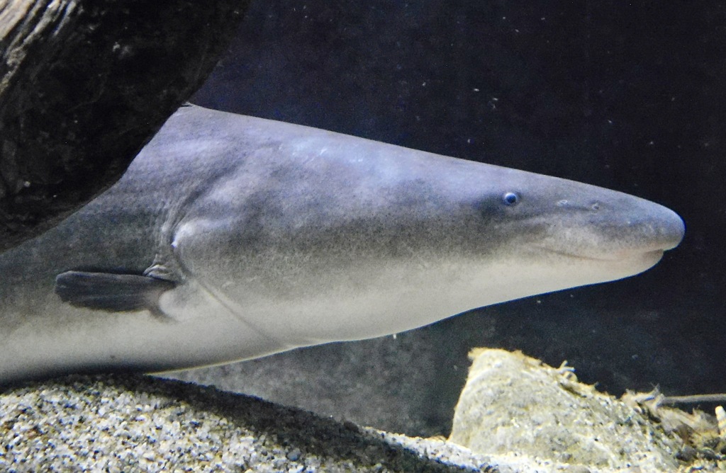 ジムナーカス(カワスイ　川崎水族館)