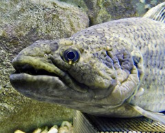 タライロン(カワスイ　川崎水族館)