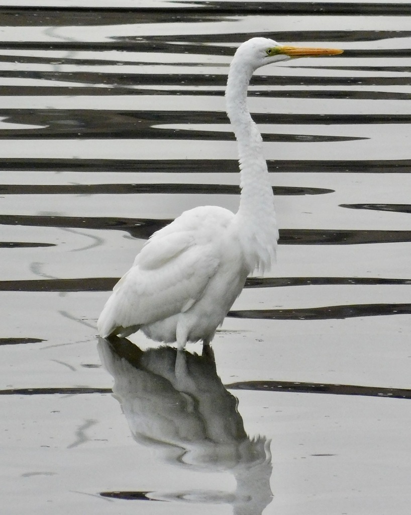 ダイサギ(しながわ区民公園)