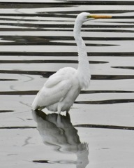 ダイサギ(しながわ区民公園)