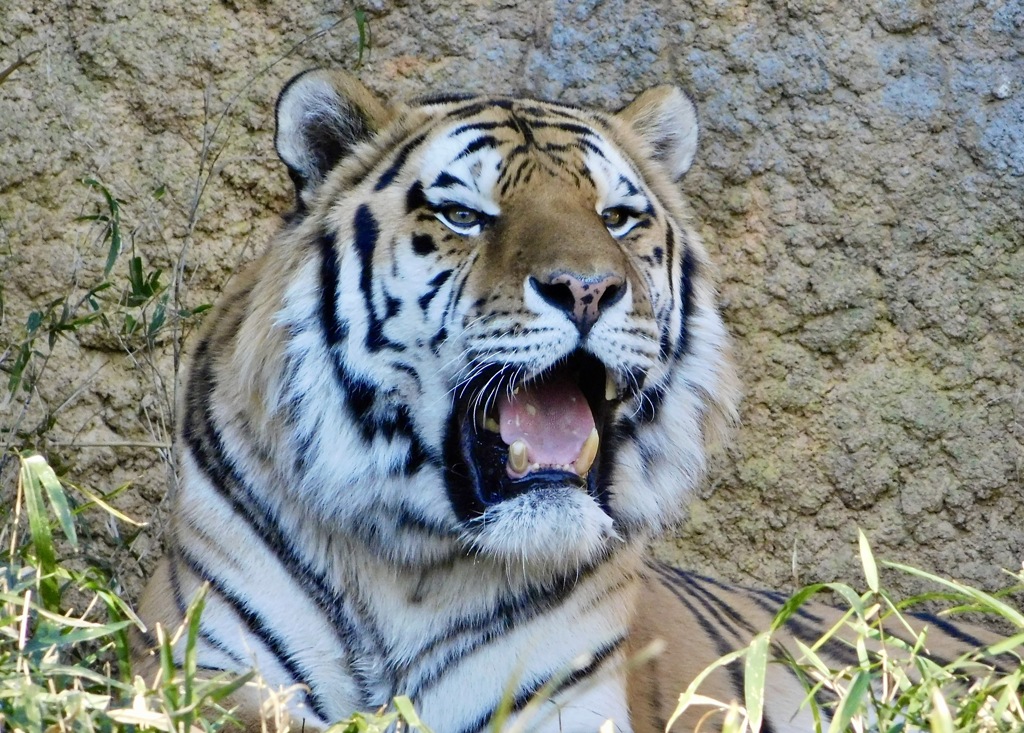 アムールトラ(多摩動物公園)