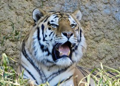 アムールトラ(多摩動物公園)