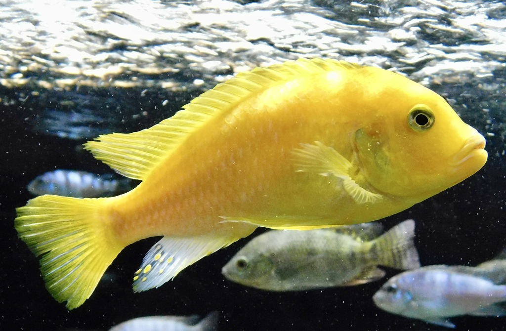 ゴールデンゼブラシクリッド(カワスイ　川崎水族館)