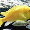 ゴールデンゼブラシクリッド(カワスイ　川崎水族館)