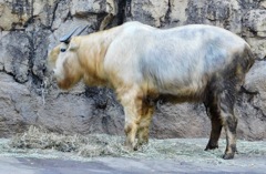 ゴールデンターキン(多摩動物公園)