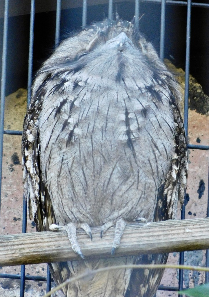 オーストラリアガマグチヨタカ(野毛山動物園)