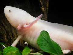 メキシコサンショウウオ(しながわ水族館)