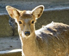 ホンシュウジカ(夢見ヶ崎動物公園)