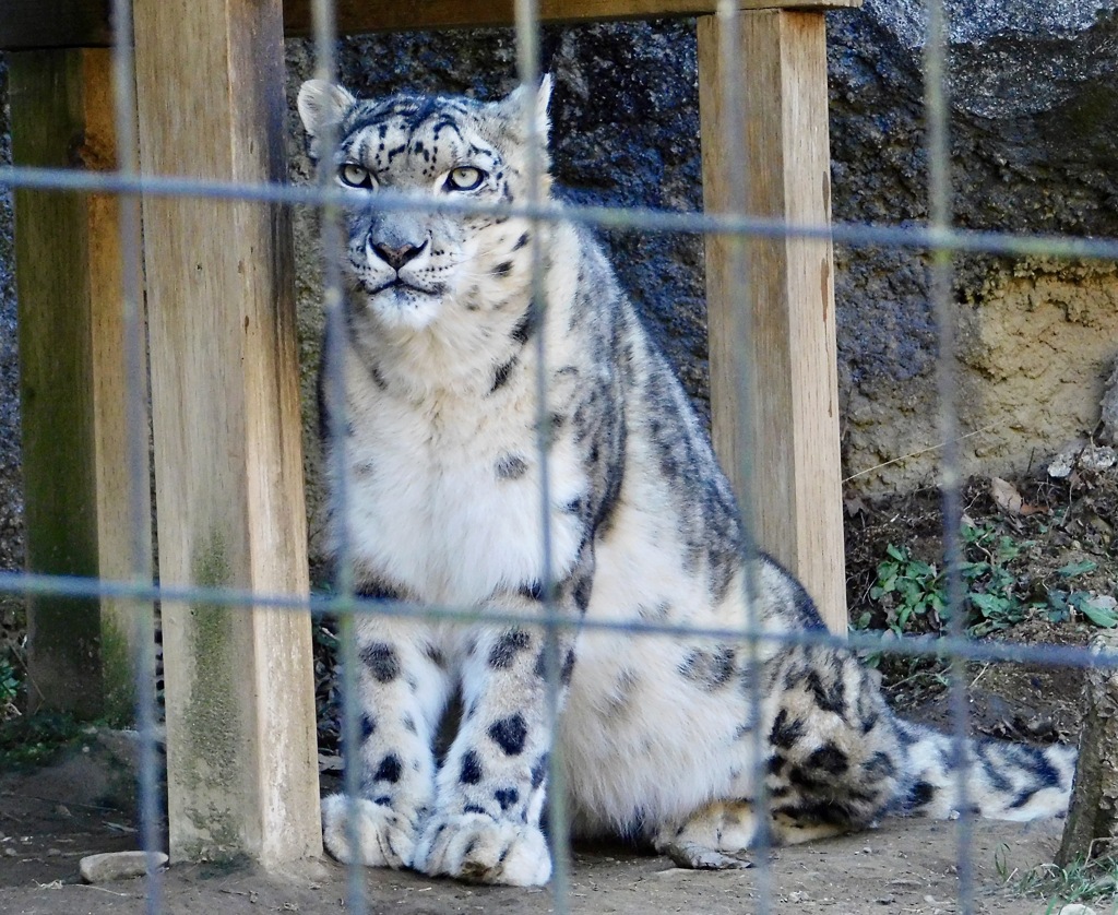 ユキヒョウ(多摩動物公園)