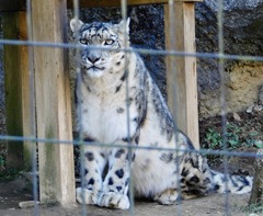 ユキヒョウ(多摩動物公園)