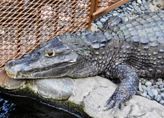 メガネカイマン(熱川バナナワニ園)
