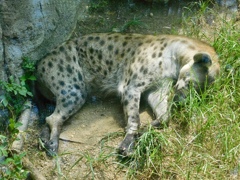 寝転がるブチハイエナ(天王寺動物園)