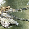 口を開けたマレーガビアル(上野動物園)