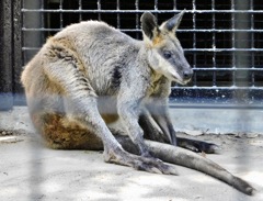 オグロワラビー(野毛山動物園)