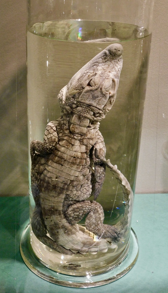 ニシアフリカコガタワニの液浸標本(国立科学博物館)