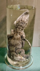 ニシアフリカコガタワニの液浸標本(国立科学博物館)