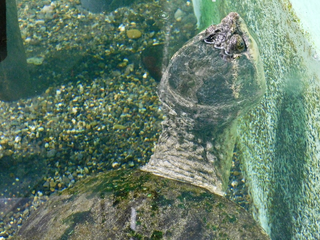 カミツキガメ(井の頭自然文化園)
