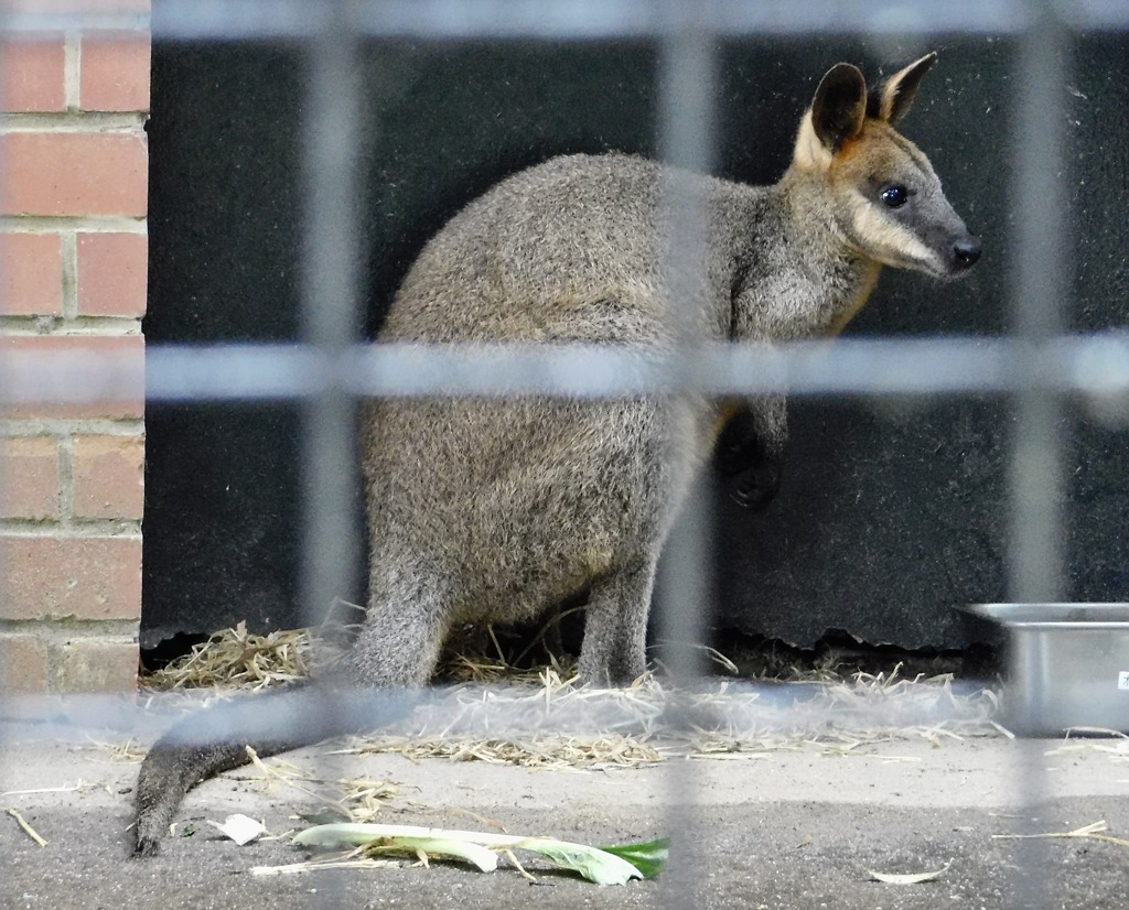 オグロワラビー(野毛山動物園)