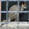 オグロワラビー(野毛山動物園)