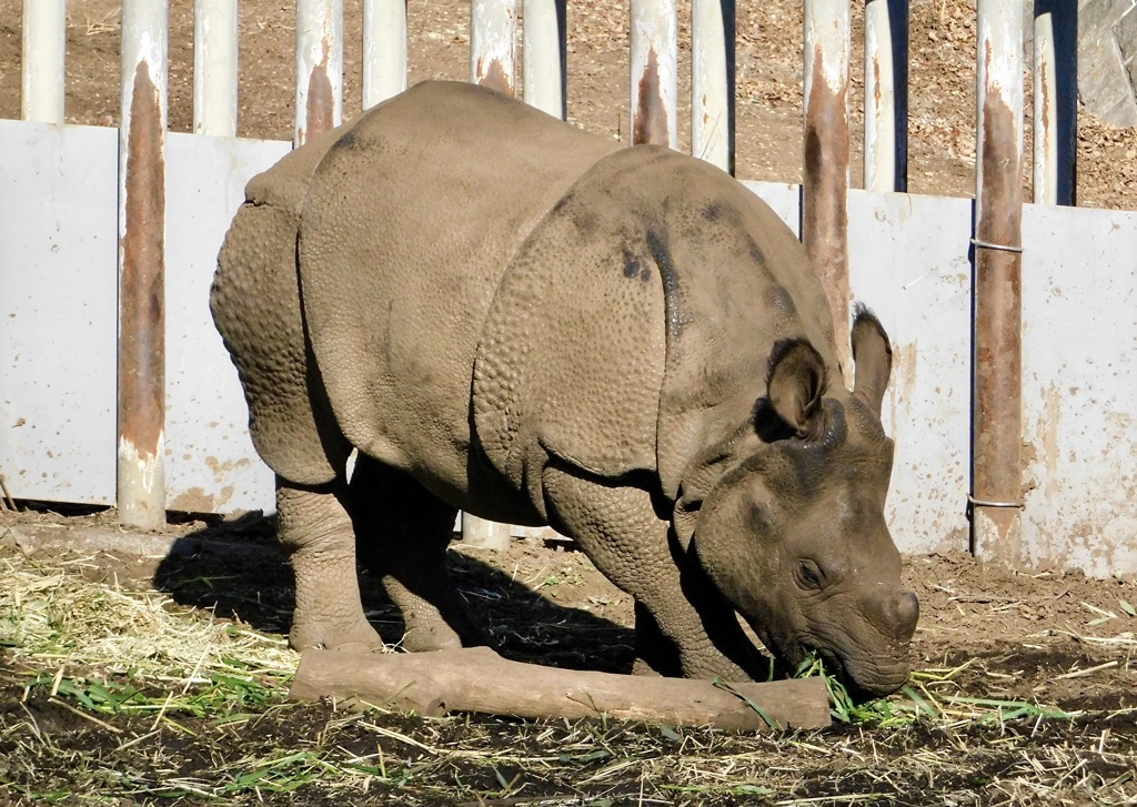 インドサイのデコポン(多摩動物公園)