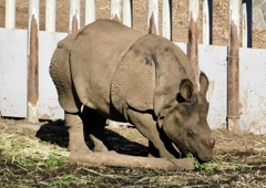インドサイのデコポン(多摩動物公園)