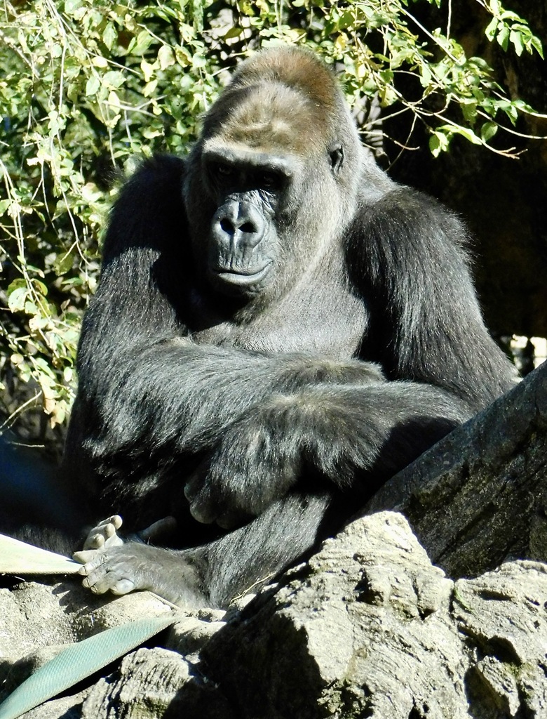 ニシローランドゴリラ(上野動物園)