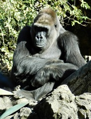 ニシローランドゴリラ(上野動物園)