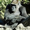 ニシローランドゴリラ(上野動物園)