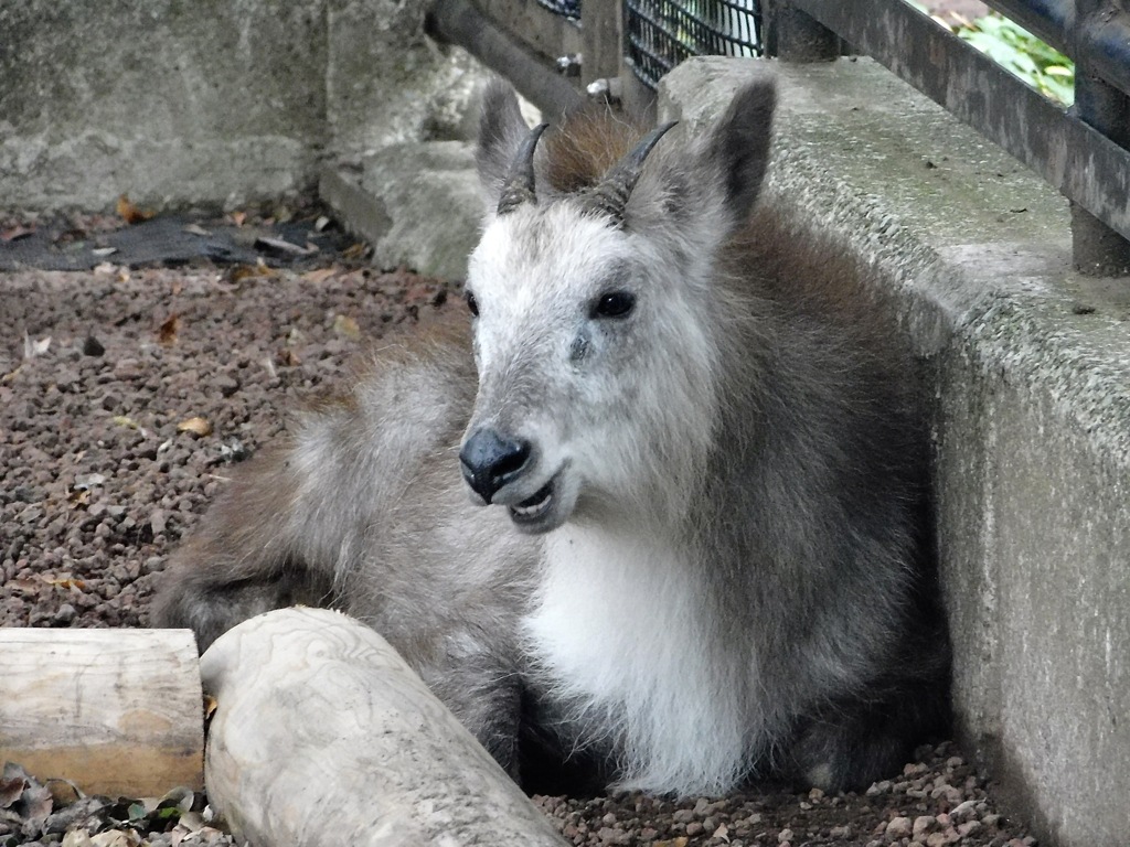 ニホンカモシカ(井の頭自然文化園)