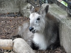ニホンカモシカ(井の頭自然文化園)