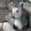 ニホンカモシカ(井の頭自然文化園)
