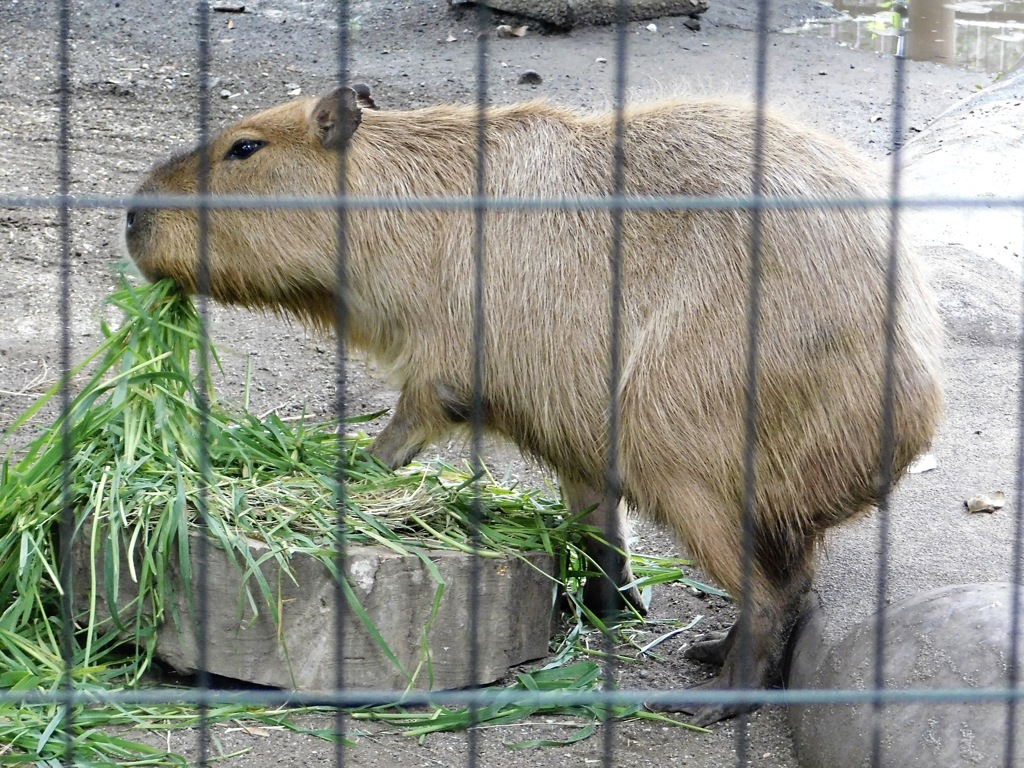 カピバラ(井の頭自然文化園)