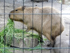 カピバラ(井の頭自然文化園)