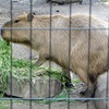 カピバラ(井の頭自然文化園)