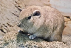 グンディ(足立区生物園)