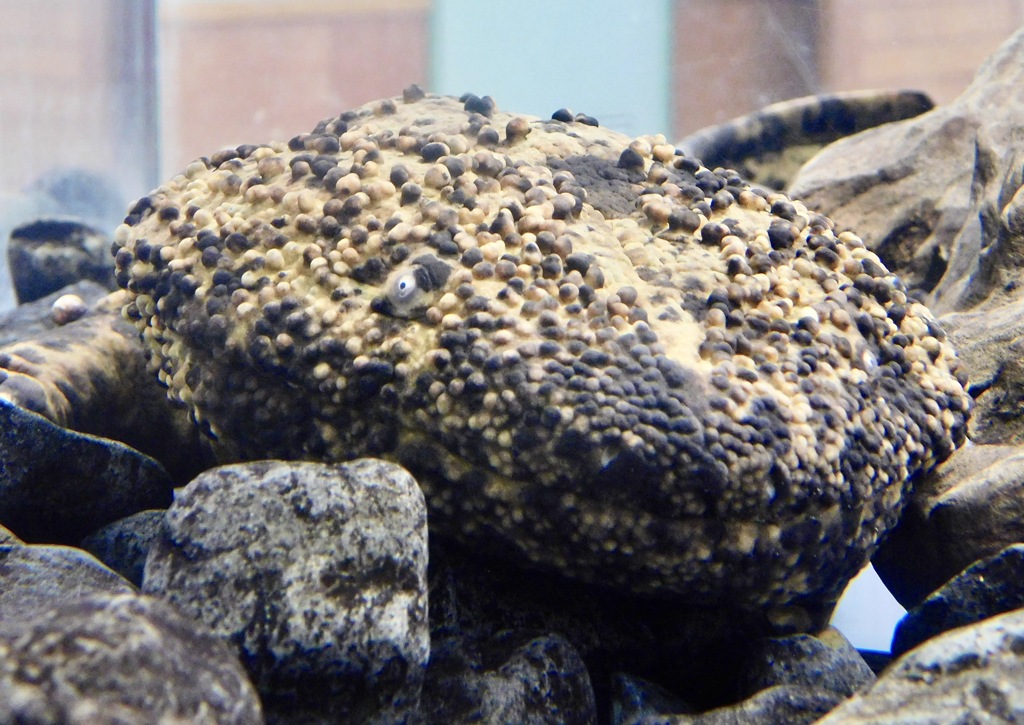 オオサンショウウオ(足立区生物園)