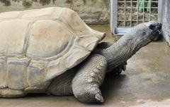 アルダブラゾウガメ(夢見ヶ崎動物公園)