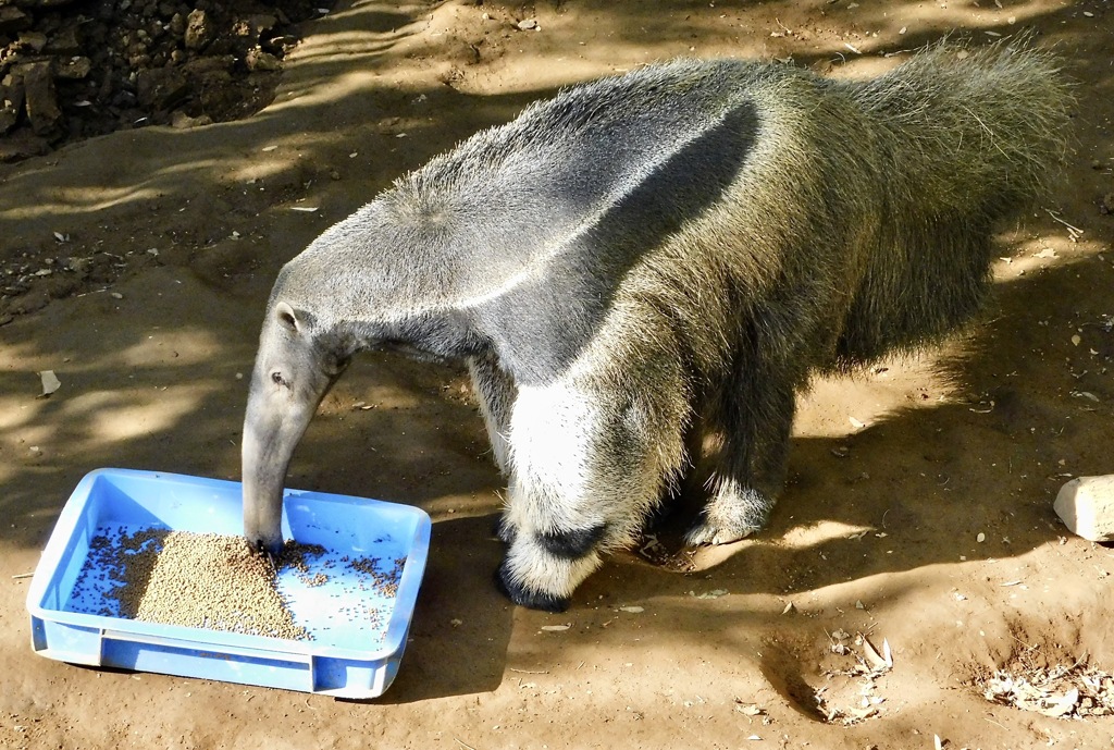 餌を食べるオオアリクイ(江戸川区自然動物園)