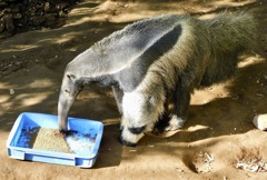 餌を食べるオオアリクイ(江戸川区自然動物園)