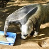 餌を食べるオオアリクイ(江戸川区自然動物園)