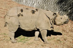 インドサイ(多摩動物公園)