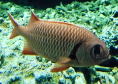 アカマツカサ(葛西臨海水族園)