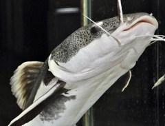 レッドテールキャットフィッシュ(浦安市交通公園)