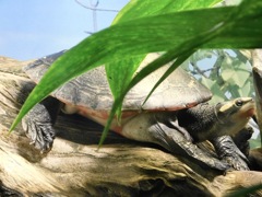 ニシキマゲクビガメ(カワスイ　川崎水族館)