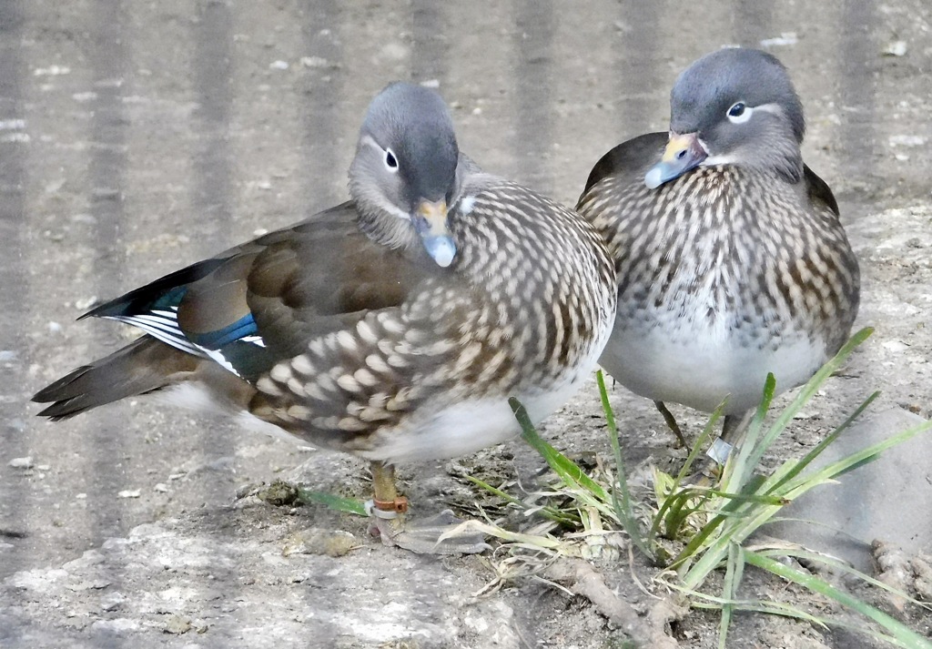 2羽のメスのオシドリ(井の頭自然文化園)