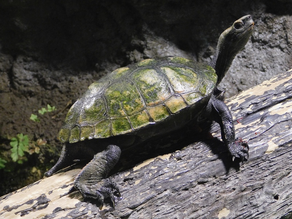 ニホンイシガメ(井の頭自然文化園)