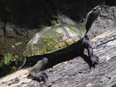 ニホンイシガメ(井の頭自然文化園)