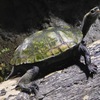 ニホンイシガメ(井の頭自然文化園)