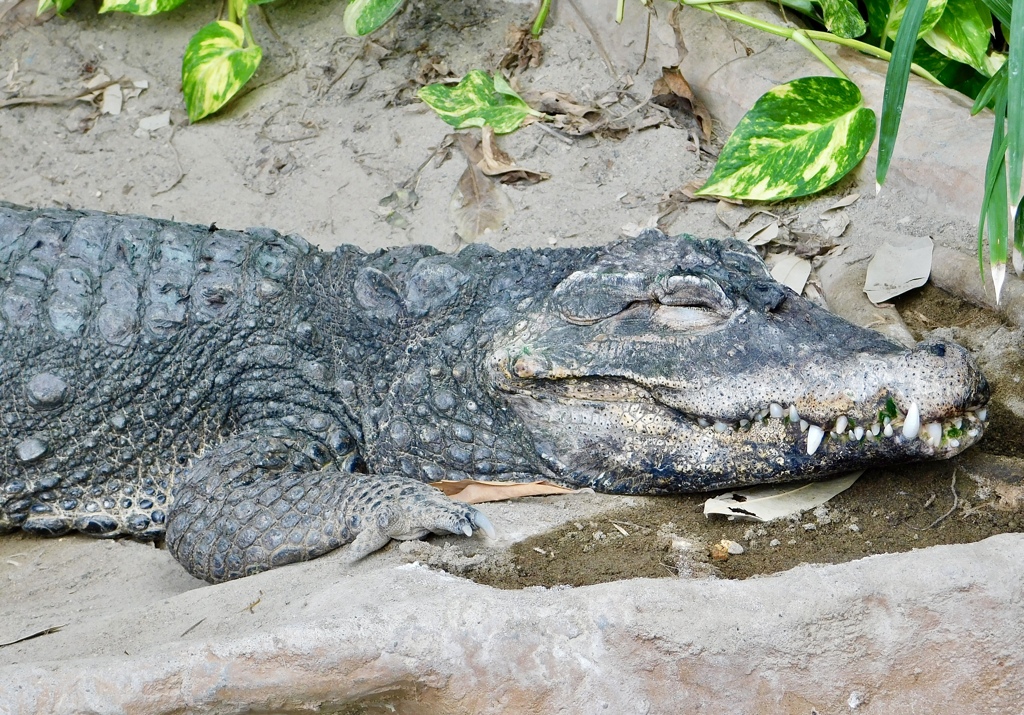 寝ているニシアフリカコガタワニ(上野動物園)