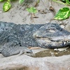 寝ているニシアフリカコガタワニ(上野動物園)